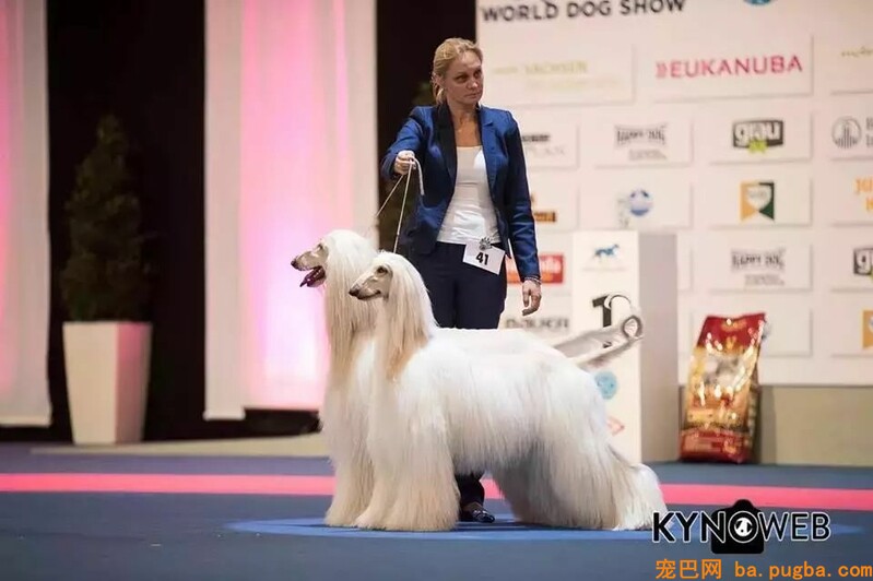 五一快到了，跟我去上海世界杯犬展撸狗吗？-6.jpeg