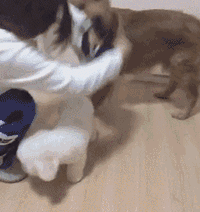 出去逛街，只给泰迪买了身衣服，金毛上去就抢！-1.gif