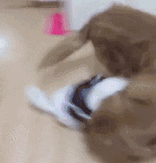 出去逛街，只给泰迪买了身衣服，金毛上去就抢！-2.gif