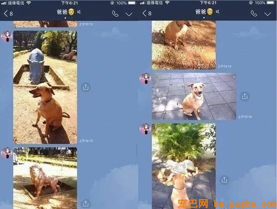让爸爸辅佐赐顾帮衬几天狗，成果从不发消息的他初步狂轰乱炸...-2.jpeg