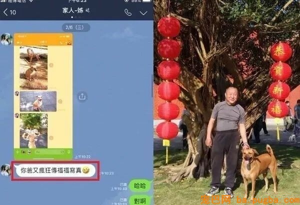 让爸爸辅佐赐顾帮衬几天狗，成果从不发消息的他初步狂轰乱炸...-4.jpeg