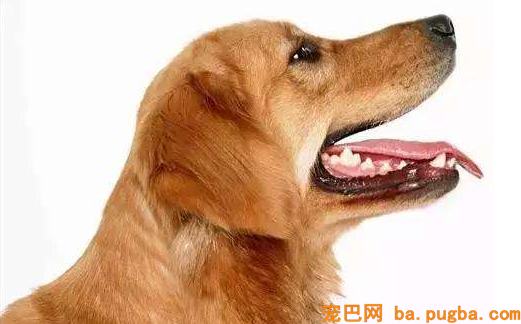 狗口腔零食作用，怎么预防狗狗口腔疾病-2.png