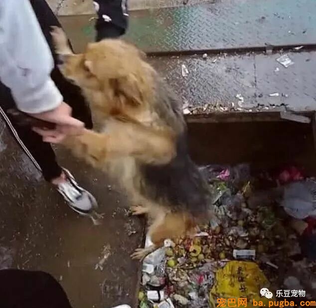 漂泊狗觅食不慎掉入垃圾坑，绝望之时，两只手神了下来！-4.jpeg