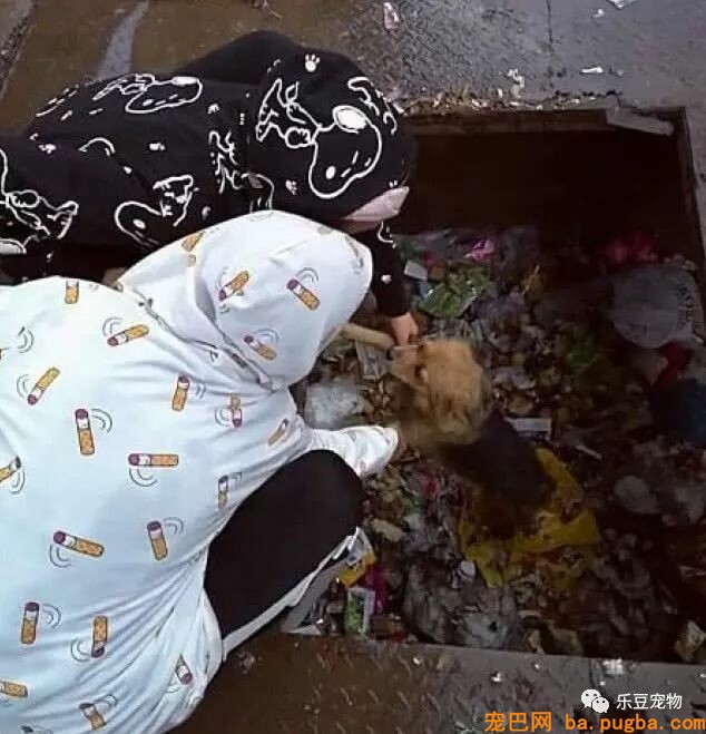 漂泊狗觅食不慎掉入垃圾坑，绝望之时，两只手神了下来！-3.jpeg