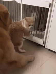 你家狗最擅长什么？网友：劝架！-2.gif