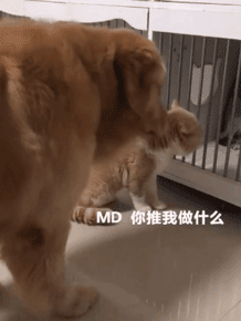 你家狗最擅长什么？网友：劝架！-3.gif