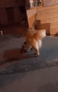 你家狗最擅长什么？网友：劝架！-5.gif