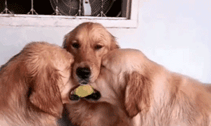 你家狗最擅长什么？网友：劝架！-8.gif
