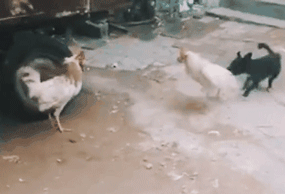 你家狗最擅长什么？网友：劝架！-11.gif
