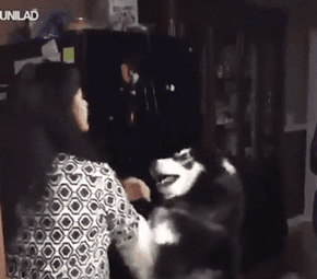 你家狗最擅长什么？网友：劝架！-12.gif