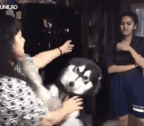 你家狗最擅长什么？网友：劝架！-13.gif