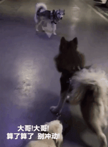 你家狗最擅长什么？网友：劝架！-14.gif