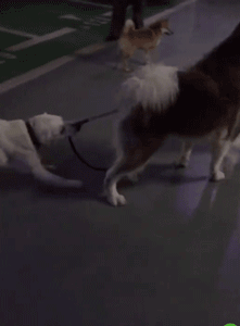 你家狗最擅长什么？网友：劝架！-15.gif