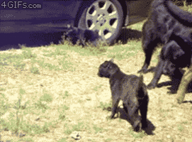 你家狗最擅长什么？网友：劝架！-16.gif