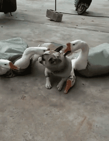 你家狗最擅长什么？网友：劝架！-17.gif