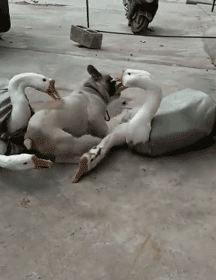 你家狗最擅长什么？网友：劝架！-18.gif