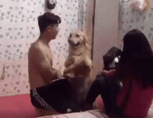 你家狗最擅长什么？网友：劝架！-19.gif