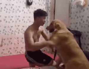你家狗最擅长什么？网友：劝架！-20.gif