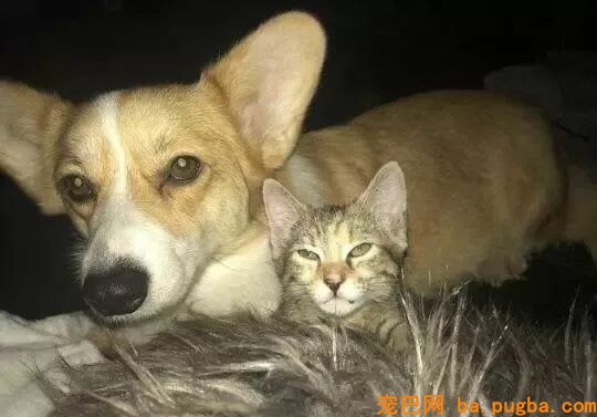 猫妈逝世留下五只奶猫，主人正焦头烂额时，柯基出手了...-1.jpeg
