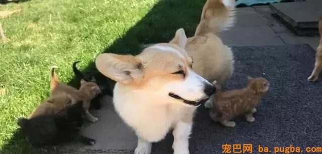 猫妈逝世留下五只奶猫，主人正焦头烂额时，柯基出手了...-3.jpeg