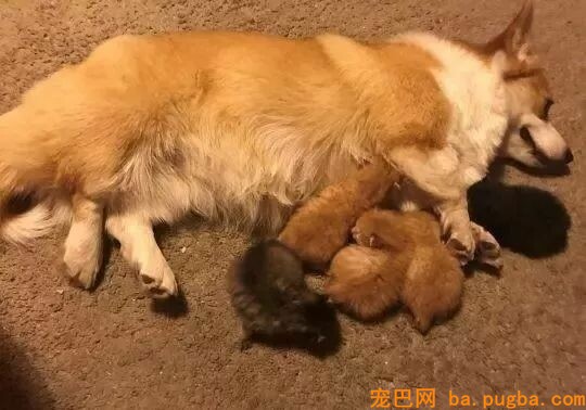 猫妈逝世留下五只奶猫，主人正焦头烂额时，柯基出手了...-2.jpeg