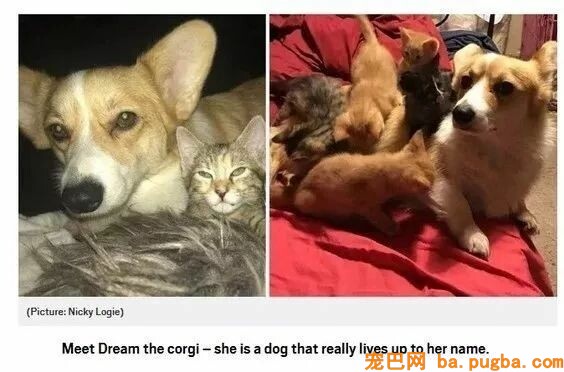 猫妈逝世留下五只奶猫，主人正焦头烂额时，柯基出手了...-4.jpeg