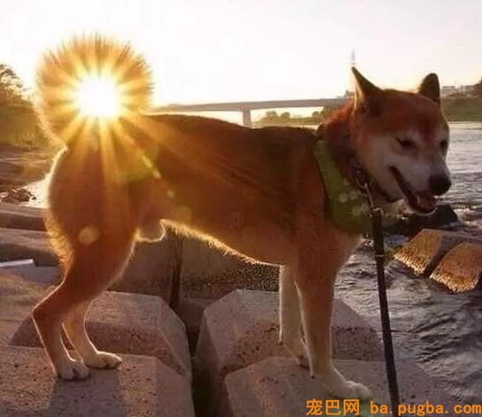 给狗狗拍照必然要对好角度，不然就会这样为难了！-1.jpeg