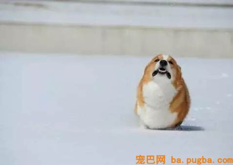 给狗狗拍照必然要对好角度，不然就会这样为难了！-5.jpeg