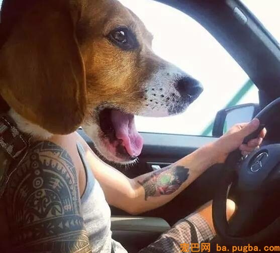 给狗狗拍照必然要对好角度，不然就会这样为难了！-7.jpeg