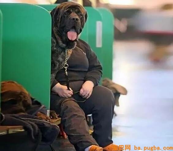 给狗狗拍照必然要对好角度，不然就会这样为难了！-10.jpeg