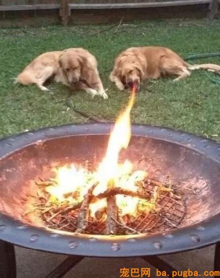 给狗狗拍照必然要对好角度，不然就会这样为难了！-14.jpeg