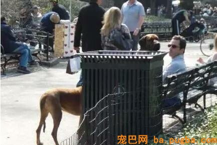 给狗狗拍照必然要对好角度，不然就会这样为难了！-15.jpeg