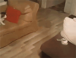 铲屎官喜得宝宝，猫咪却当本人生的，不竭看护并吞着！-1.gif