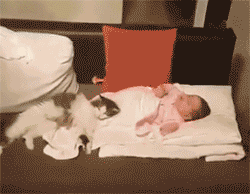 铲屎官喜得宝宝，猫咪却当本人生的，不竭看护并吞着！-2.gif