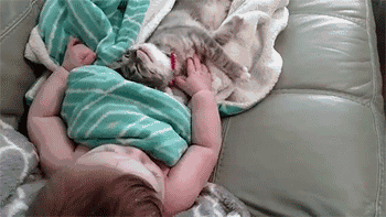 铲屎官喜得宝宝，猫咪却当本人生的，不竭看护并吞着！-4.gif