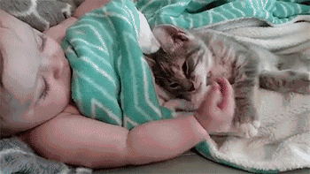 铲屎官喜得宝宝，猫咪却当本人生的，不竭看护并吞着！-6.gif