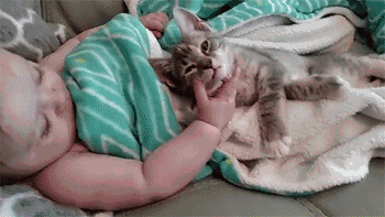 铲屎官喜得宝宝，猫咪却当本人生的，不竭看护并吞着！-5.gif