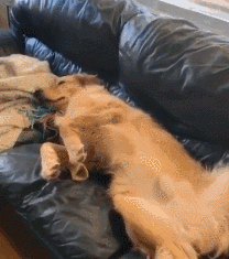 出门前让大金毛等会本人，成果时间有点久，金大爷就这样了...-2.gif