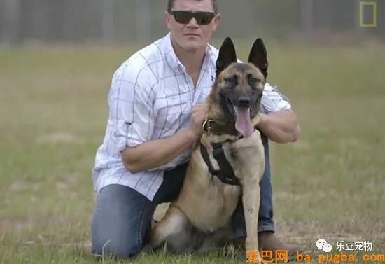 军犬庇护战友身中数枪，即将安乐死时，他赶了回来！-4.jpeg