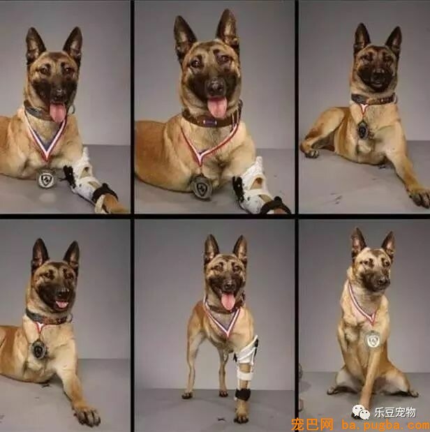 军犬庇护战友身中数枪，即将安乐死时，他赶了回来！-3.jpeg