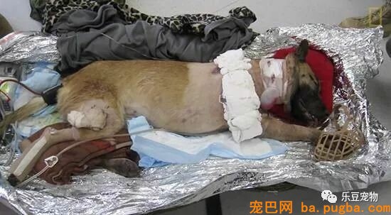 军犬庇护战友身中数枪，即将安乐死时，他赶了回来！-5.jpeg