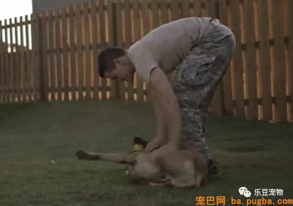 军犬庇护战友身中数枪，即将安乐死时，他赶了回来！-2.jpeg