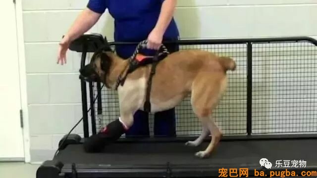 军犬庇护战友身中数枪，即将安乐死时，他赶了回来！-9.jpeg