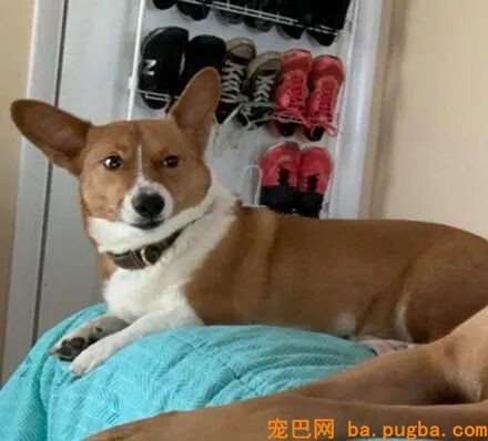 狗子嫉妒心能有多强？-3.jpeg