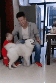 狗子嫉妒心能有多强？-5.gif