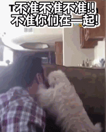 狗子嫉妒心能有多强？-11.gif