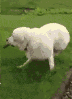 狗子嫉妒心能有多强？-15.gif