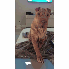狗子嫉妒心能有多强？-16.gif