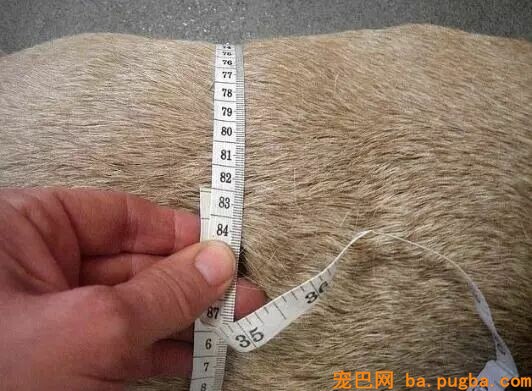 这两只狗狗每天吃奶酪胖成了猪，主人被判罚两年内不许养狗-3.jpeg