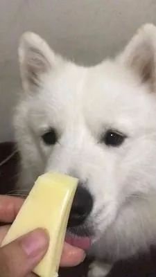 这两只狗狗每天吃奶酪胖成了猪，主人被判罚两年内不许养狗-10.jpeg